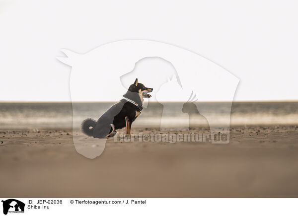 Shiba Inu / Shiba Inu / JEP-02036