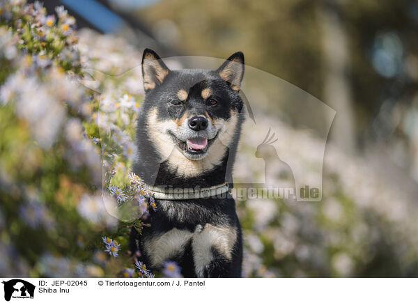 Shiba Inu / Shiba Inu / JEP-02045
