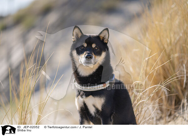 Shiba Inu / Shiba Inu / JEP-02052