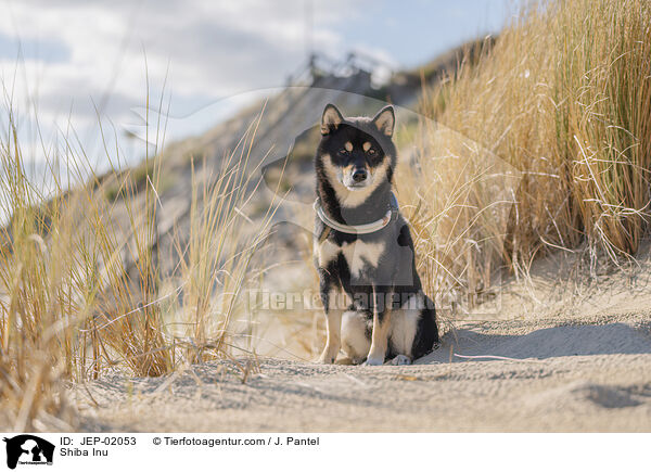 Shiba Inu / Shiba Inu / JEP-02053