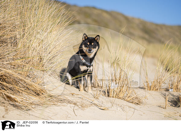 Shiba Inu / Shiba Inu / JEP-02056