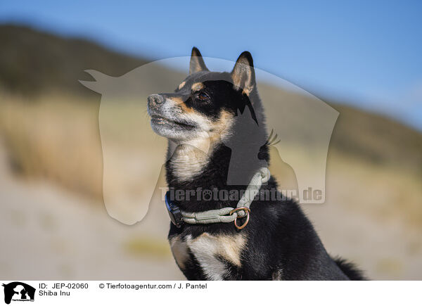 Shiba Inu / Shiba Inu / JEP-02060