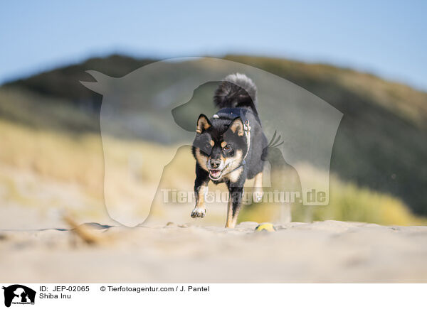 Shiba Inu / Shiba Inu / JEP-02065