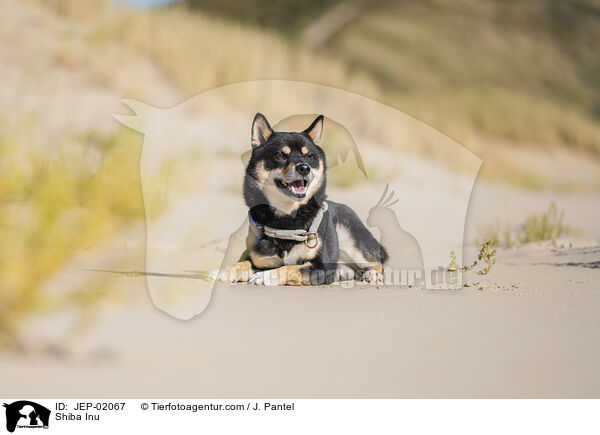 Shiba Inu / Shiba Inu / JEP-02067