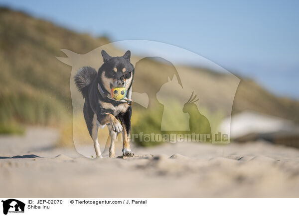 Shiba Inu / Shiba Inu / JEP-02070
