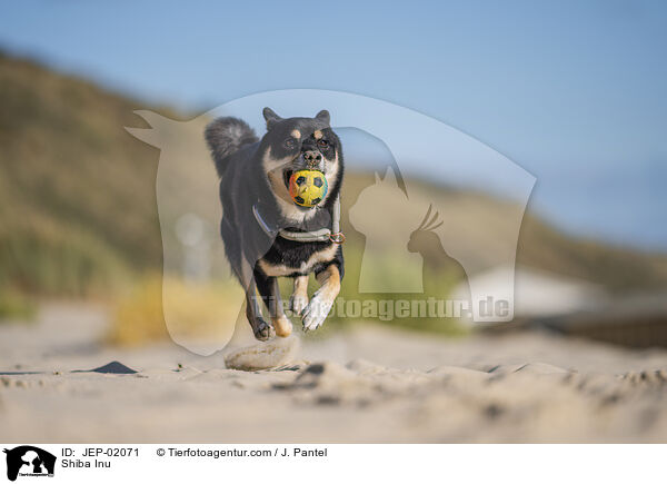 Shiba Inu / Shiba Inu / JEP-02071