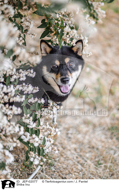 Shiba Inu / Shiba Inu / JEP-02077