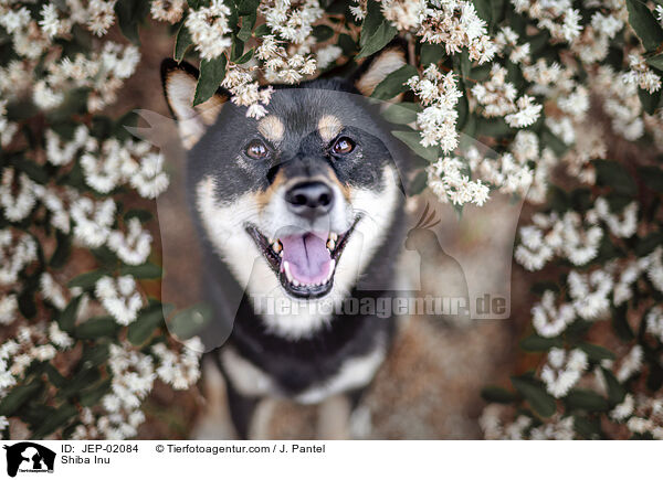 Shiba Inu / Shiba Inu / JEP-02084