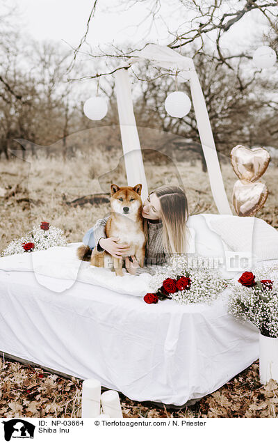 Shiba Inu / Shiba Inu / NP-03664
