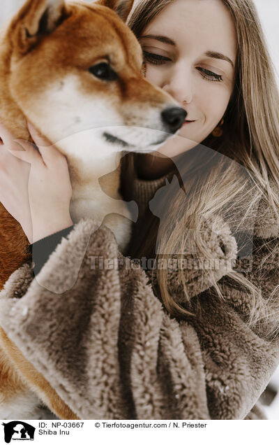 Shiba Inu / Shiba Inu / NP-03667