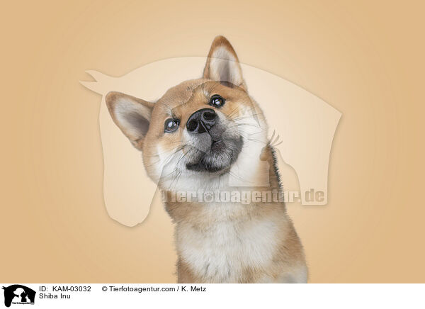 Shiba Inu / Shiba Inu / KAM-03032