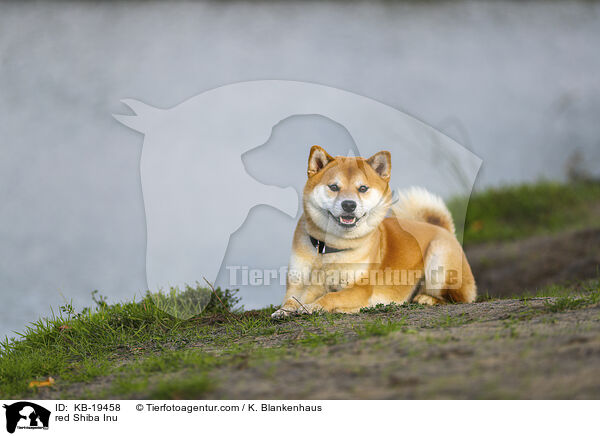 roter Shiba Inu / red Shiba Inu / KB-19458