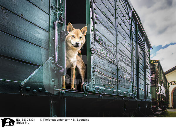 Shiba Inu / Shiba Inu / BE-01331