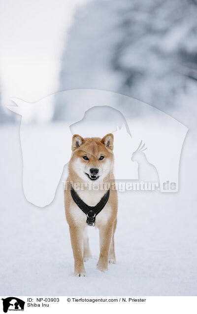 Shiba Inu / Shiba Inu / NP-03903