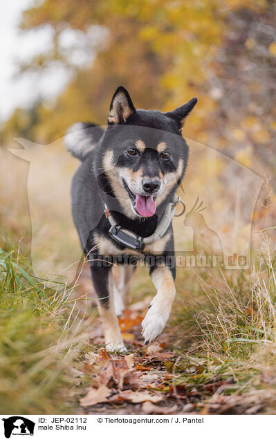 Shiba Inu R�de / male Shiba Inu / JEP-02112
