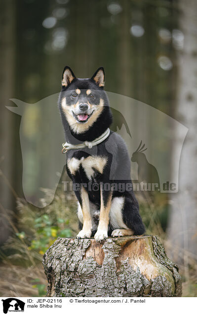 Shiba Inu R�de / male Shiba Inu / JEP-02116