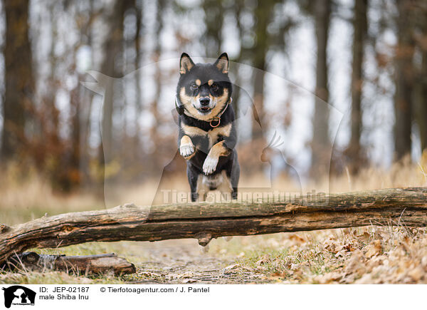Shiba Inu R�de / male Shiba Inu / JEP-02187