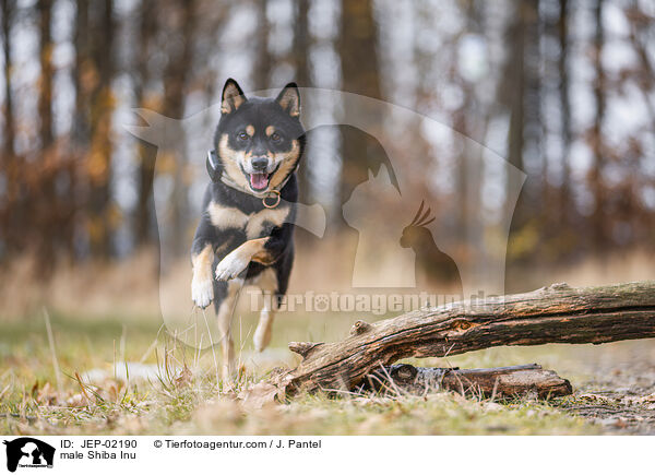 Shiba Inu R�de / male Shiba Inu / JEP-02190