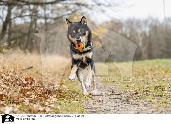 Shiba Inu R�de / male Shiba Inu / JEP-02195