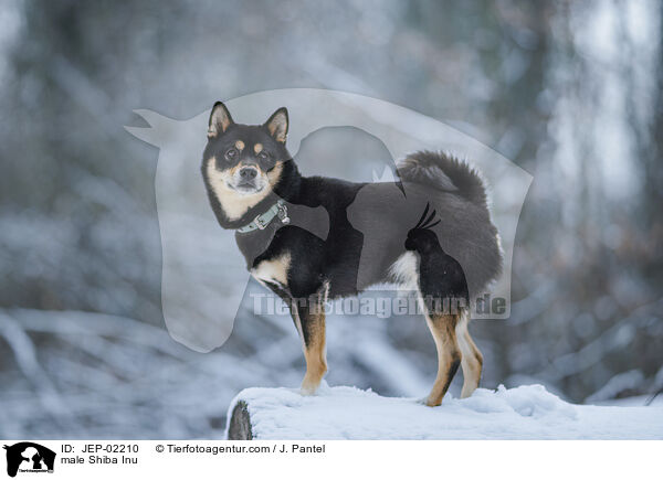 Shiba Inu R�de / male Shiba Inu / JEP-02210