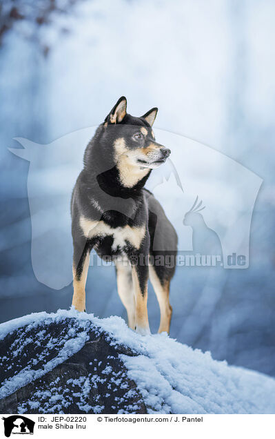 Shiba Inu R�de / male Shiba Inu / JEP-02220