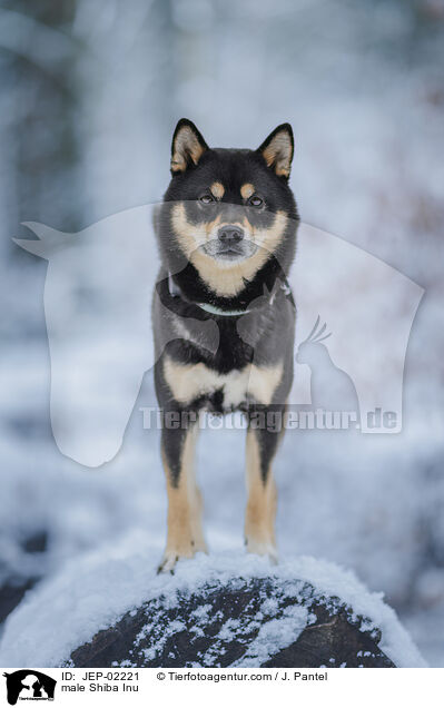 Shiba Inu R�de / male Shiba Inu / JEP-02221