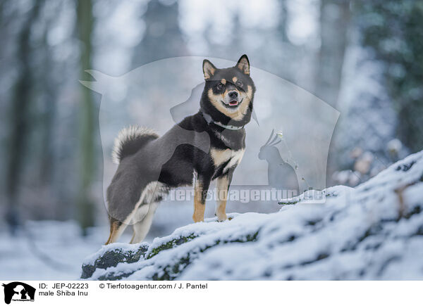 Shiba Inu R�de / male Shiba Inu / JEP-02223