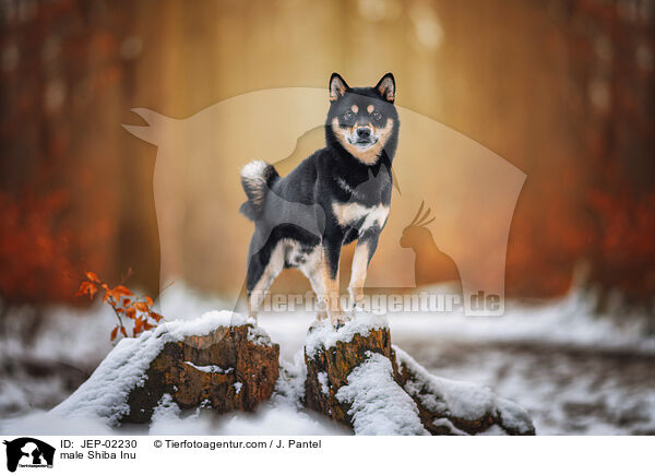 Shiba Inu R�de / male Shiba Inu / JEP-02230