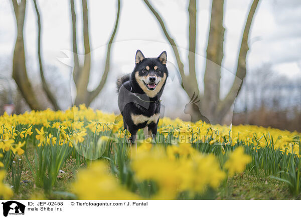 Shiba Inu R�de / male Shiba Inu / JEP-02458