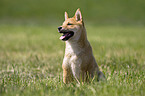 Shiba Inu puppy