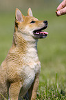 Shiba Inu puppy