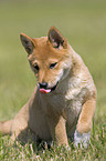 Shiba Inu puppy