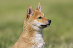 Shiba Inu puppy