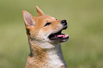 Shiba Inu puppy