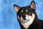 Shiba Inu Portrait