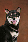 Shiba Inu Portrait