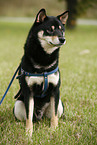 sitting Shiba Inu