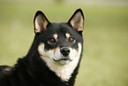 Shiba Inu Portrait