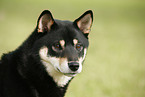 Shiba Inu Portrait