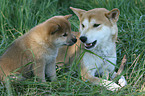 Shiba Inu mother with pup