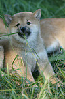 Shiba Inu puppy