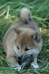 Shiba Inu puppy