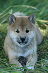 Shiba Inu puppy