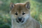 Shiba Inu puppy