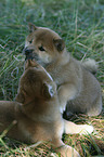 Shiba Inu puppies