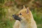 young Shiba Inu