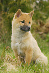 young Shiba Inu