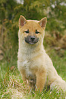 young Shiba Inu