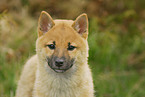young Shiba Inu