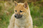young Shiba Inu
